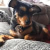 Mina sucht ein Zuhause