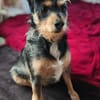 Mina sucht ein Zuhause
