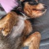 Mina sucht ein Zuhause