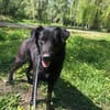 Berti sucht ihre Familie , treu,  Ruhig
