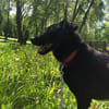 Berti sucht ihre Familie , treu,  Ruhig