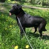 Berti sucht ihre Familie , treu,  Ruhig