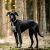 Kaja - ist lernwillig&verspielt