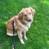 Liam - gelehriger Teddybär sucht Garten
