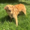 Liam - gelehriger Teddybär sucht Garten