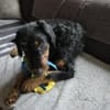 🐾Willi sucht seine Menschen 🐾