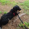 🐾Willi sucht seine Menschen 🐾