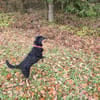 🐾Willi sucht seine Menschen 🐾