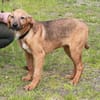 Adam - Für-Immer-Körbchen gesucht