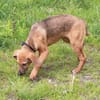 Adam - Für-Immer-Körbchen gesucht