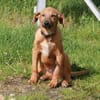 Adam - Für-Immer-Körbchen gesucht