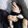 Liebvoller Loui sucht sein Glück