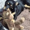 Liebvoller Loui sucht sein Glück