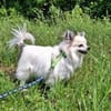 Cody, zauberhaft und katzenverträglich