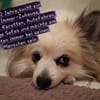 Cody, zauberhaft und katzenverträglich