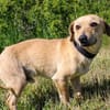 Bex-Leiser, sanfter Schatz sucht sein Gl