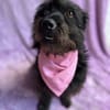 Adele -Ruhige Herzenshündin