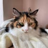 Tricolor Lady Lola sucht Einzelpalast