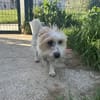 ACHILLE
