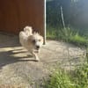 ACHILLE