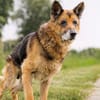 RAYSON SOS URGENT