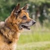 RAYSON SOS URGENT