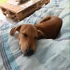 Loki, un toutou adorable
