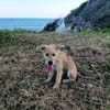 Noisette, la belle louloute