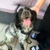 ✨️ ORKA ✨️ 🐶