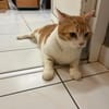 ✨️ MACHU ✨️ 🐱