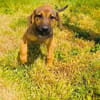 Max sucht eine Familie
