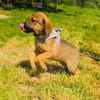 Max sucht eine Familie