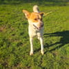 Ginger ein toller Familienhund