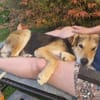 Nero- Liebevoller Rüde sucht seine
