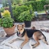 Nero- Liebevoller Rüde sucht seine