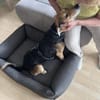 Nero- Liebevoller Rüde sucht seine