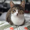 Lime, ruhige Gefährtin, ca. 2 Jahre