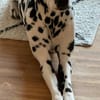 Luna die 7. sucht dringend neues Zuhause