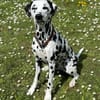 Luna die 7. sucht dringend neues Zuhause