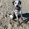 Luna die 7. sucht dringend neues Zuhause