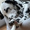 Luna die 7. sucht dringend neues Zuhause