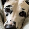 Luna die 7. sucht dringend neues Zuhause