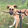 Umar (zur Pflege in 65346 Eltville am R)
