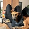 Umar (zur Pflege in 65346 Eltville am R)