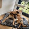 Umar (zur Pflege in 65346 Eltville am R)