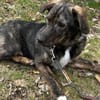 Monty ein toller braver Welpe