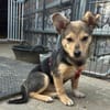 Kleine Fienchen sucht ihre Familie