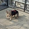 Kleine Fienchen sucht ihre Familie