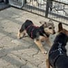 Kleine Fienchen sucht ihre Familie