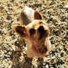 Trixie su. Gnadenbrotplatz